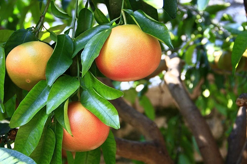 Размножают растение грейпфрута черенкованием или с помощью прививки. 